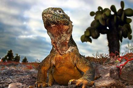 Südamerika: Eidechse (Iguana) auf den Galapagos