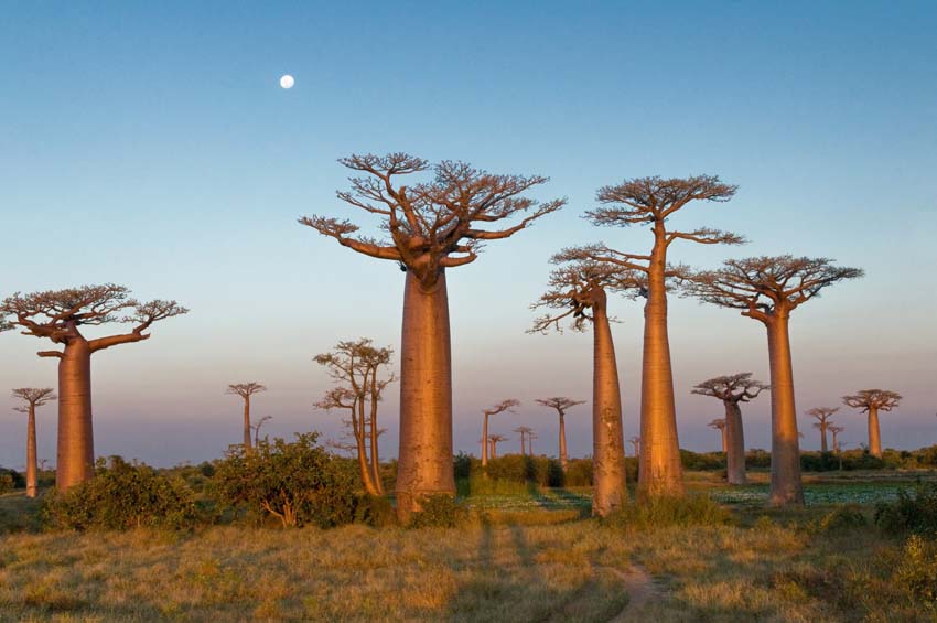 Baobab Baum, Brotbaumfeld, Afrika