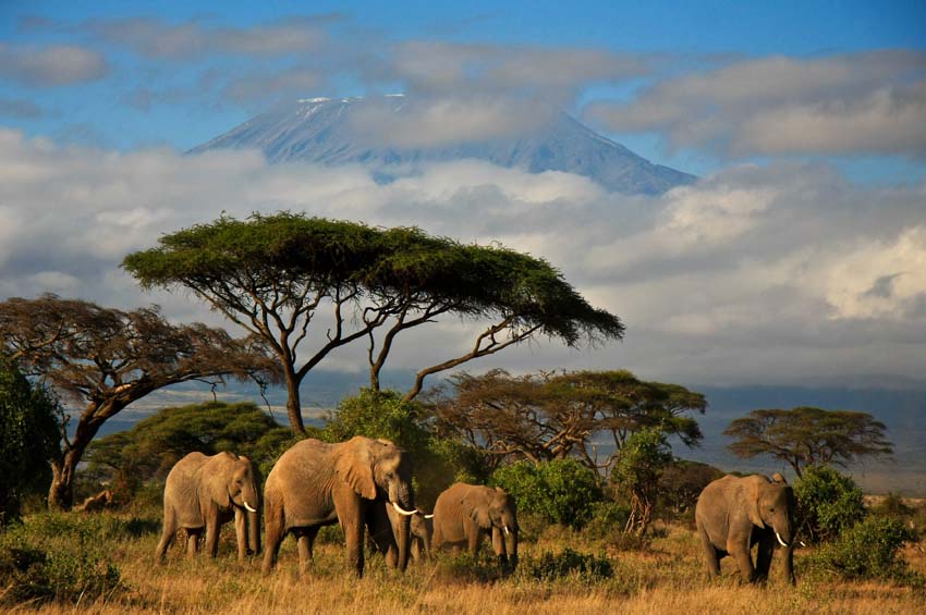 Elefanten am Kilimanjaro