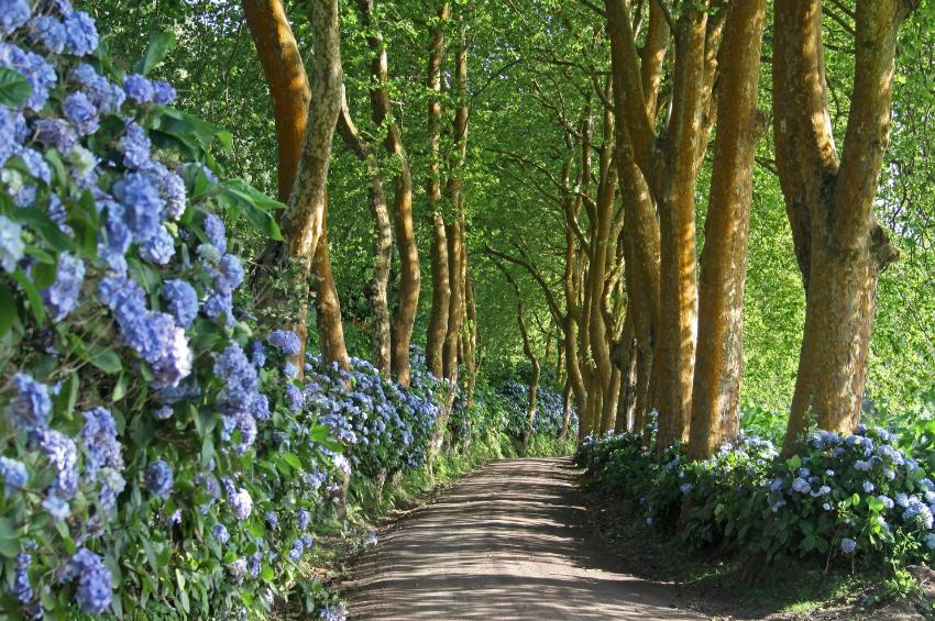 Hortnesienblüte Sao Miguel 