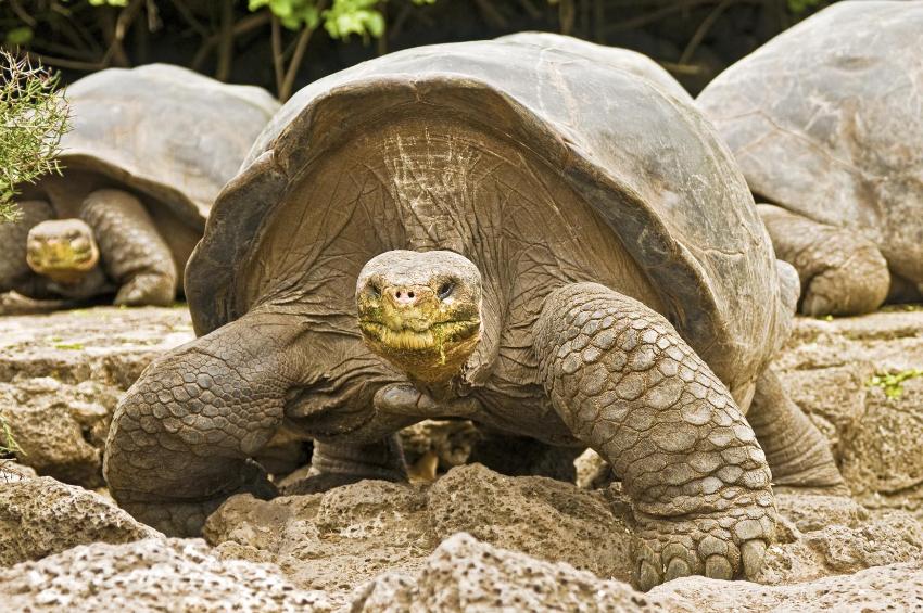 Galapagos-Riesenschildkröte