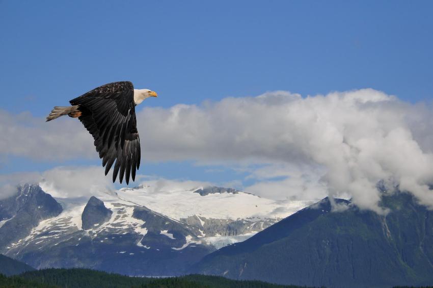 Alaska, Weisskopfseeadler über der Küste