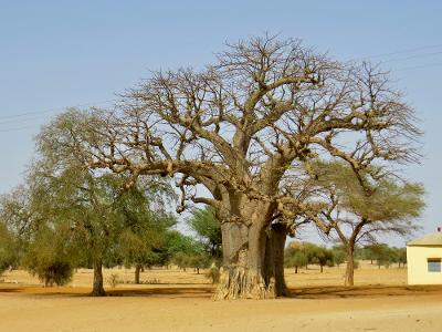 Land Senegal