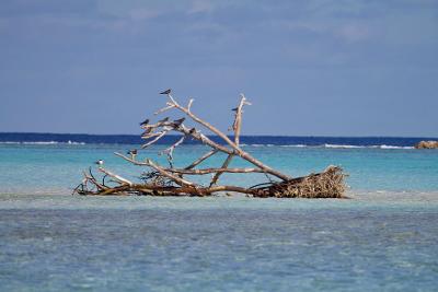 Fakarava (Tuamotu Islands)