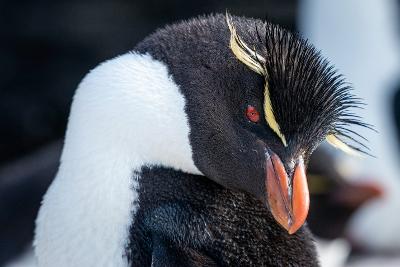 Gough Island