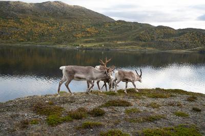 Hammerfest