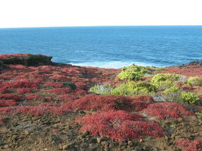 Punta Pitt (Insel San Cristobal)